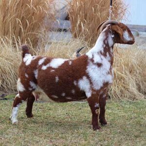 Meet your Posher, Austin